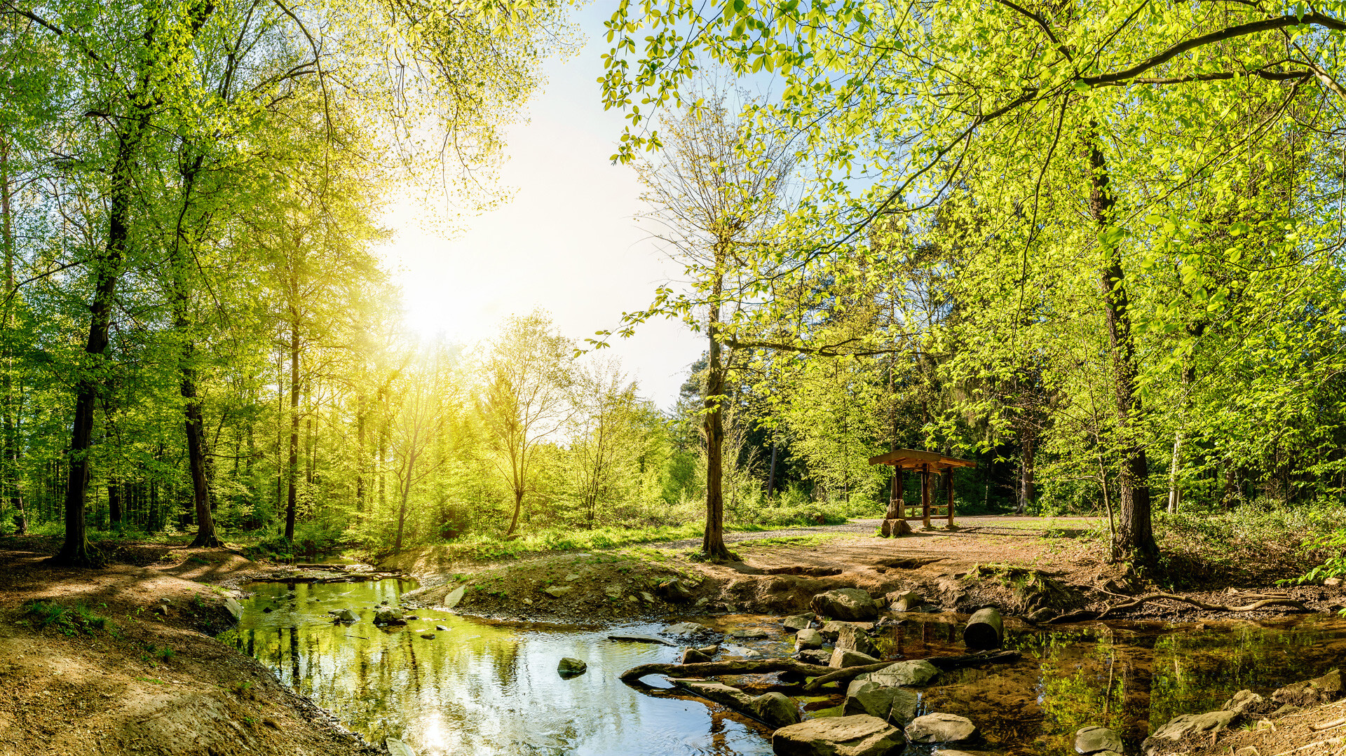 Wald mit Bach