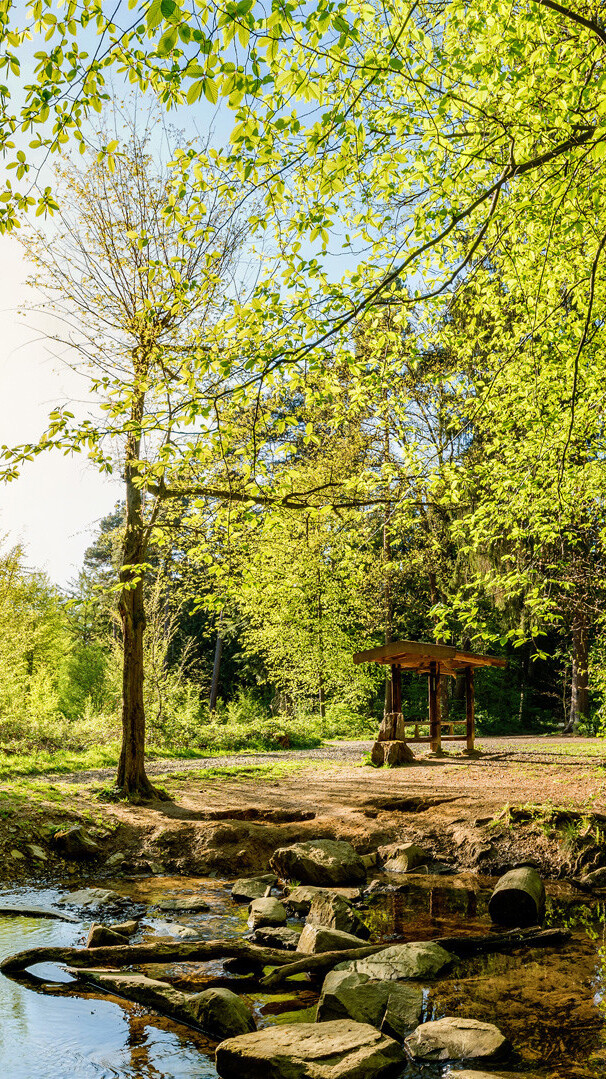 Wald mit Bach