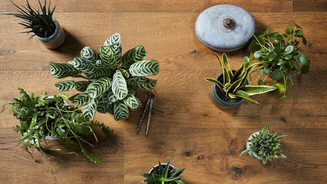 Urban jungle - Inspiration